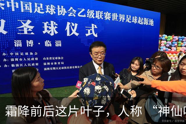 霜降前后这片叶子，人称 “神仙叶”！晒干熬汤泡水喝，润肺疏肝！